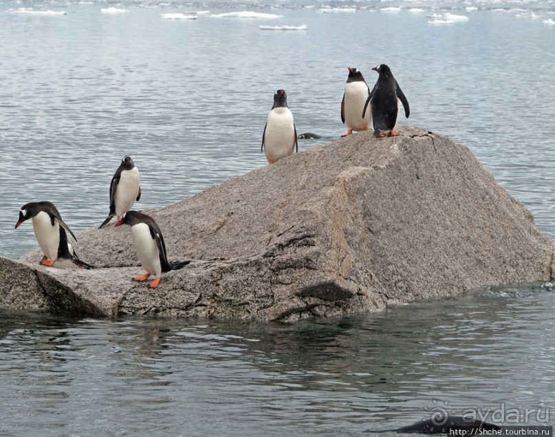 Neko Bay — мелкий залив, где любят купаться пингвины
