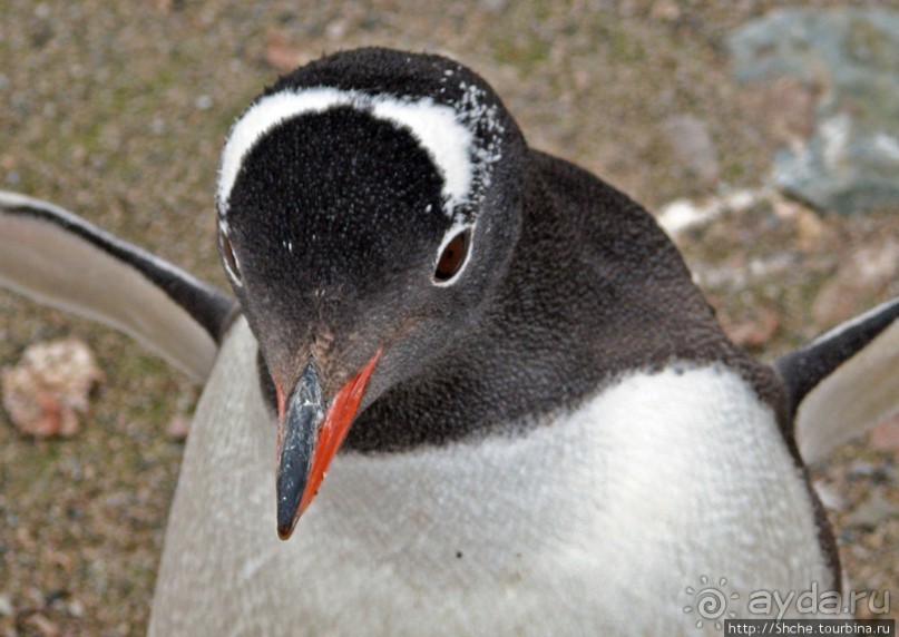 Neko Bay — мелкий залив, где любят купаться пингвины