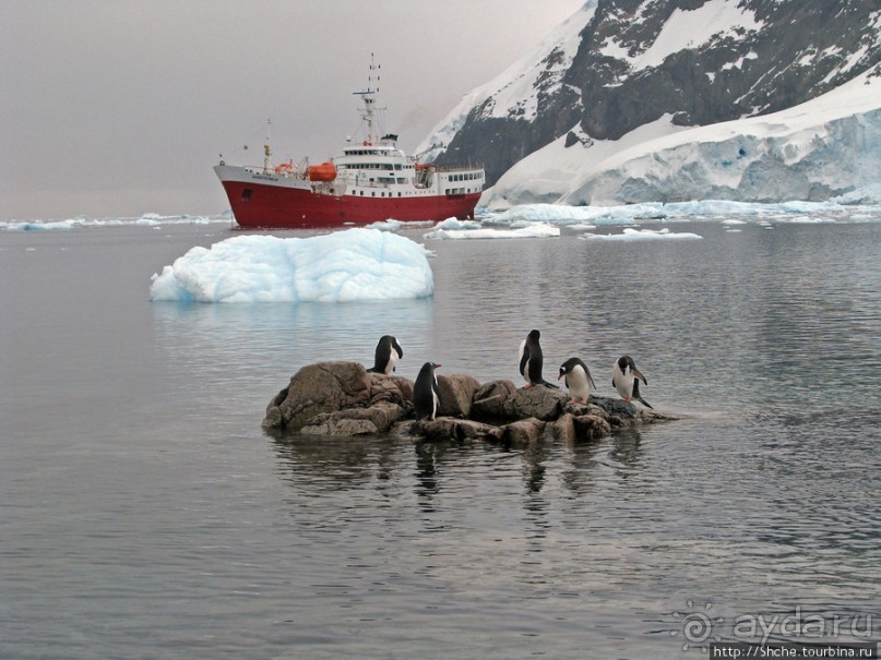 Neko Bay — мелкий залив, где любят купаться пингвины