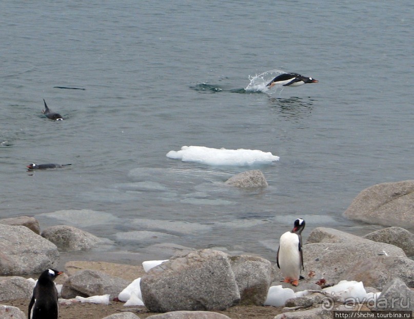 Neko Bay — мелкий залив, где любят купаться пингвины