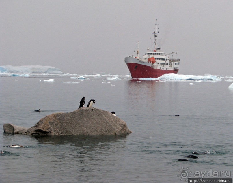 Neko Bay — мелкий залив, где любят купаться пингвины