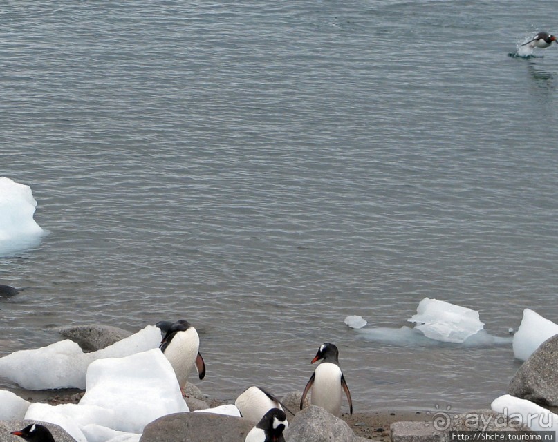 Neko Bay — мелкий залив, где любят купаться пингвины