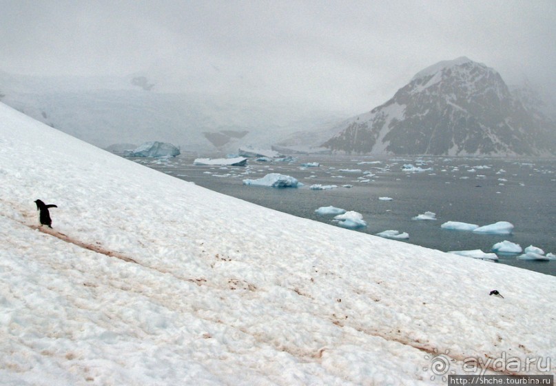Neko Bay — мелкий залив, где любят купаться пингвины