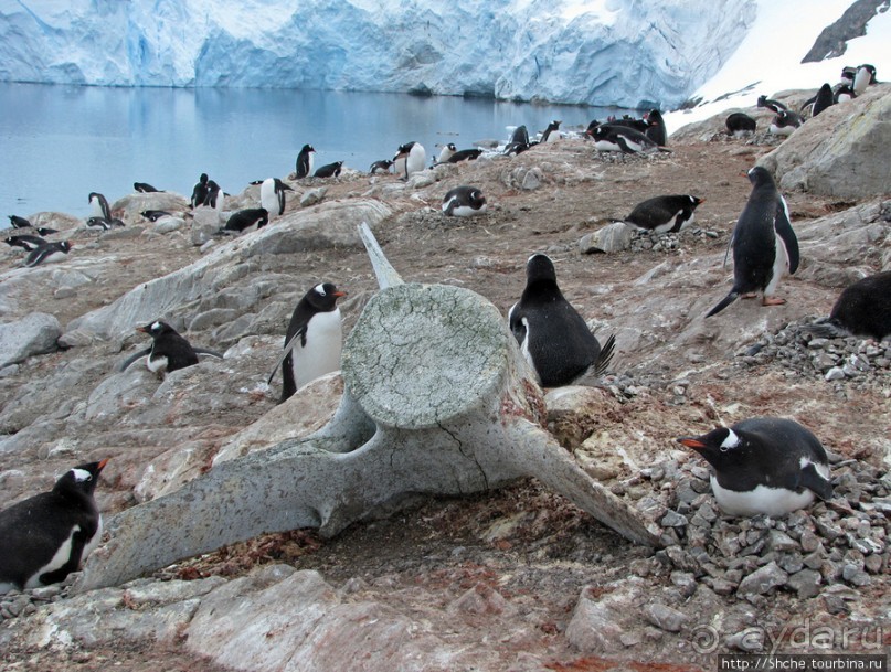 Neko Bay — мелкий залив, где любят купаться пингвины