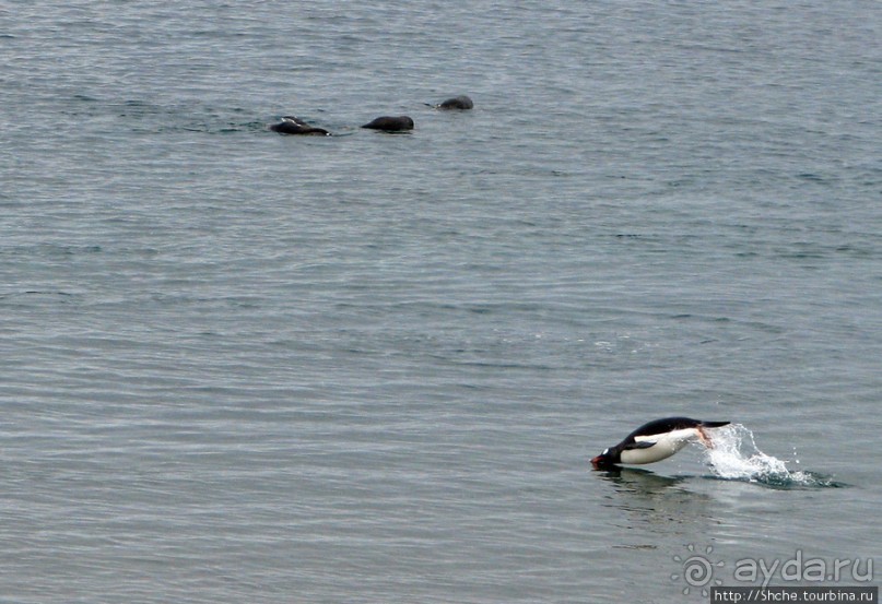 Neko Bay — мелкий залив, где любят купаться пингвины
