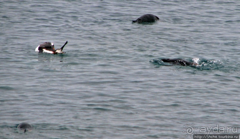 Neko Bay — мелкий залив, где любят купаться пингвины
