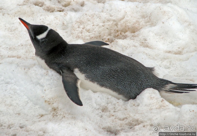 Neko Bay — мелкий залив, где любят купаться пингвины