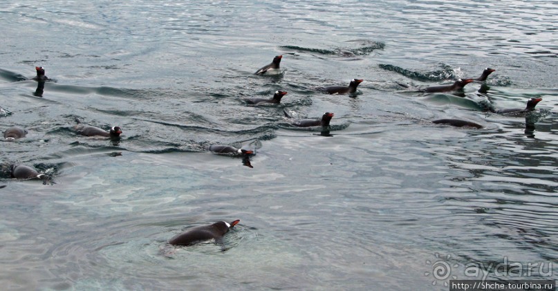 Neko Bay — мелкий залив, где любят купаться пингвины