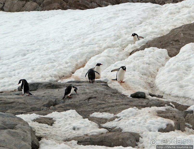 Neko Bay — мелкий залив, где любят купаться пингвины