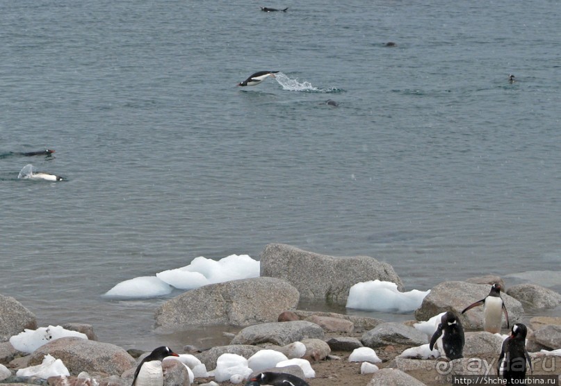 Neko Bay — мелкий залив, где любят купаться пингвины