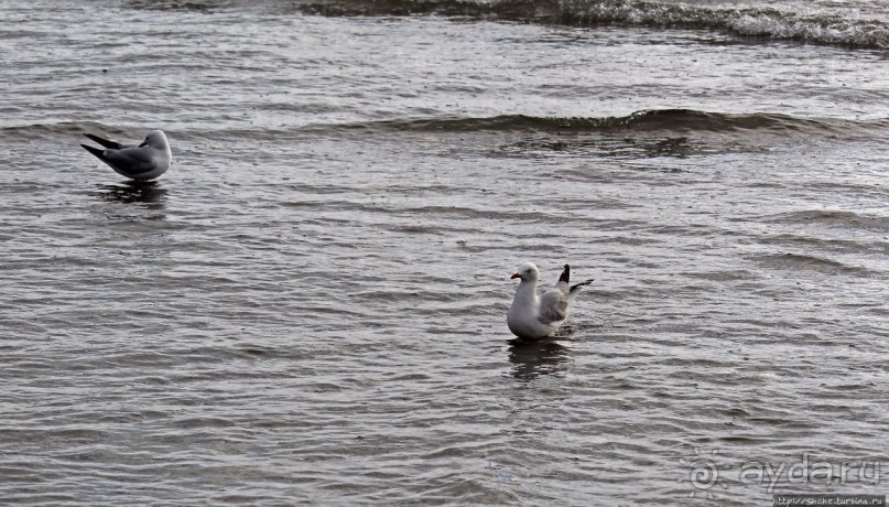 Muriwai Beach — вероятно, лучший пляж на Северном острове