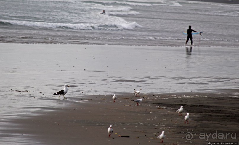 Muriwai Beach — вероятно, лучший пляж на Северном острове