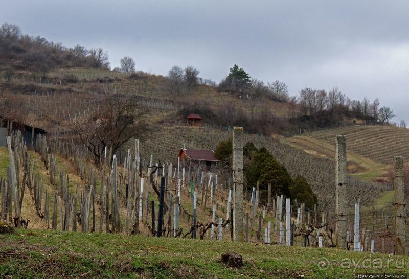 Взгляд на просторы винного региона Токай