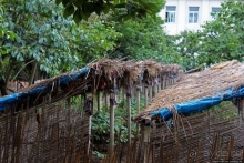 Лучший в мире женьшень (как минимум по утверждению корейцев)