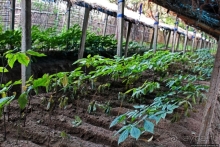 Лучший в мире женьшень (как минимум по утверждению корейцев)