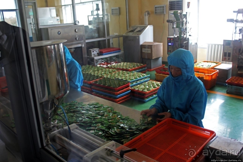 Лучший в мире женьшень (как минимум по утверждению корейцев)