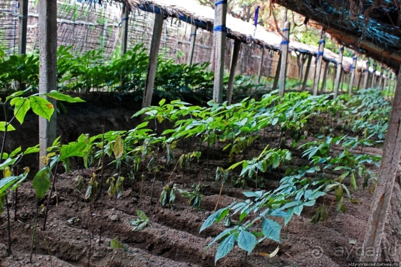 Лучший в мире женьшень (как минимум по утверждению корейцев)