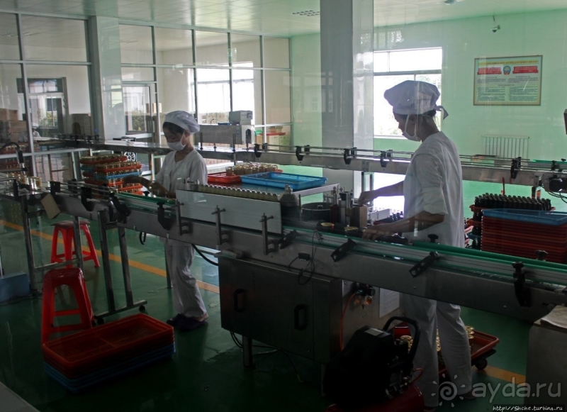 Лучший в мире женьшень (как минимум по утверждению корейцев)