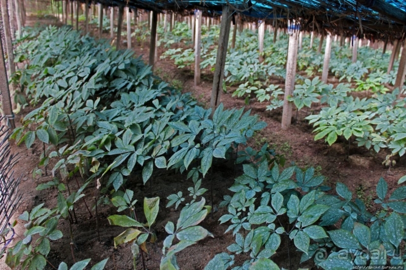 Лучший в мире женьшень (как минимум по утверждению корейцев)