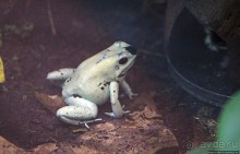 Коллекция редких животных в частном зоопарке на Джерси