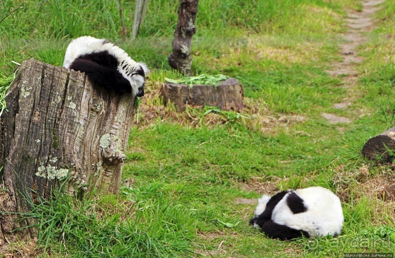 Коллекция редких животных в частном зоопарке на Джерси