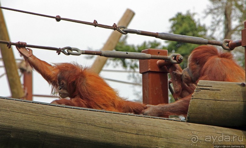 Коллекция редких животных в частном зоопарке на Джерси