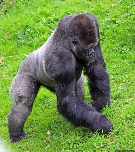 Коллекция редких животных в частном зоопарке на Джерси