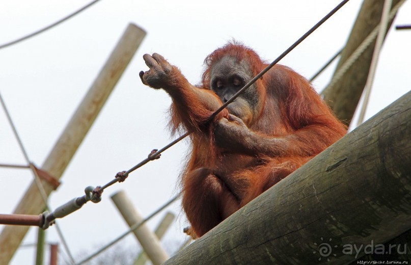 Коллекция редких животных в частном зоопарке на Джерси