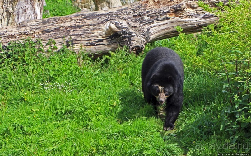 Коллекция редких животных в частном зоопарке на Джерси