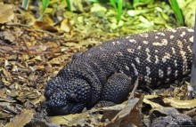 Коллекция редких животных в частном зоопарке на Джерси