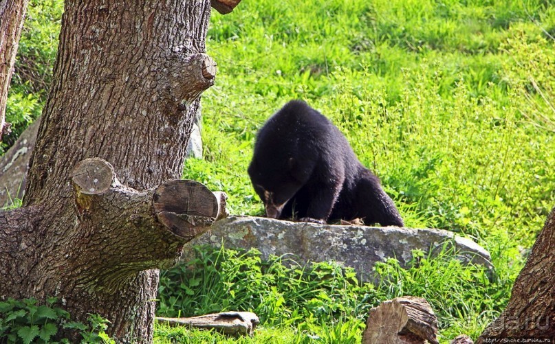 Коллекция редких животных в частном зоопарке на Джерси
