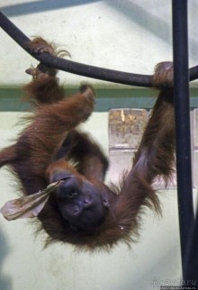 Коллекция редких животных в частном зоопарке на Джерси