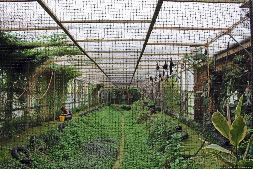 Коллекция редких животных в частном зоопарке на Джерси