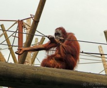 Коллекция редких животных в частном зоопарке на Джерси