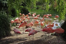 Коллекция редких животных в частном зоопарке на Джерси