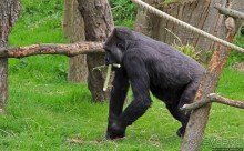 Коллекция редких животных в частном зоопарке на Джерси