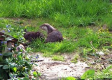 Коллекция редких животных в частном зоопарке на Джерси
