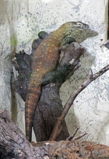 Коллекция редких животных в частном зоопарке на Джерси