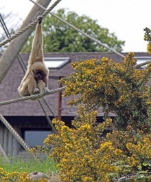 Коллекция редких животных в частном зоопарке на Джерси