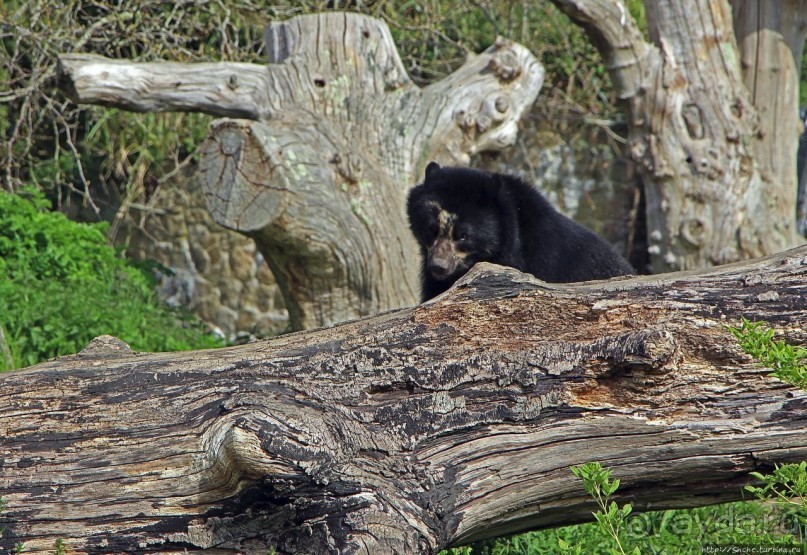Коллекция редких животных в частном зоопарке на Джерси
