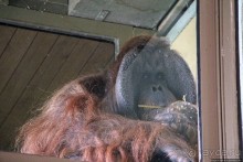 Коллекция редких животных в частном зоопарке на Джерси