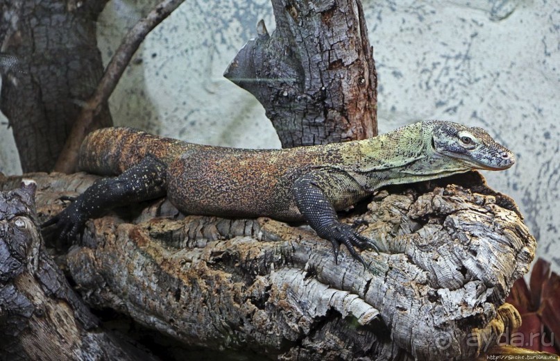 Коллекция редких животных в частном зоопарке на Джерси