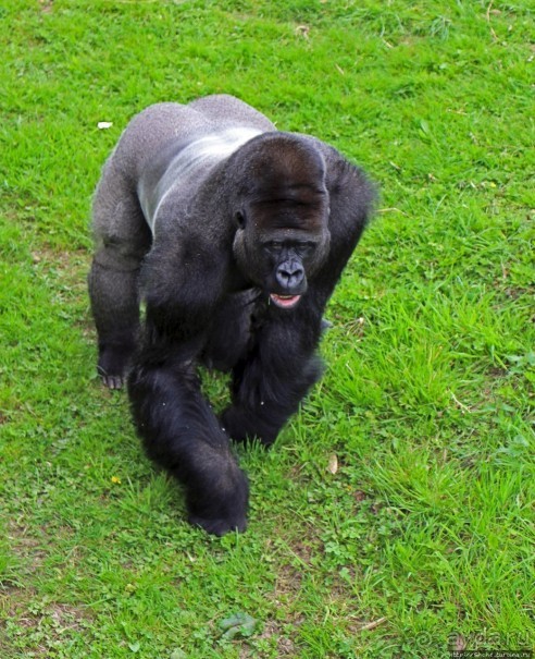 Коллекция редких животных в частном зоопарке на Джерси