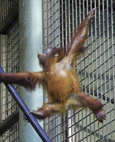 Коллекция редких животных в частном зоопарке на Джерси