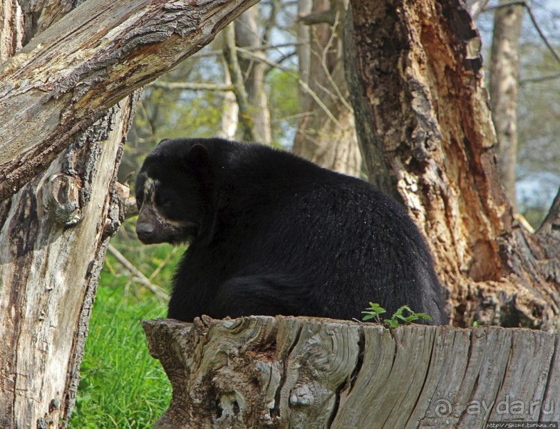 Коллекция редких животных в частном зоопарке на Джерси
