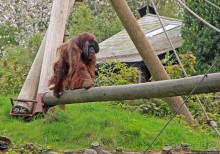 Коллекция редких животных в частном зоопарке на Джерси