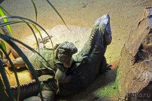 Коллекция редких животных в частном зоопарке на Джерси