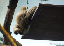 Коллекция редких животных в частном зоопарке на Джерси