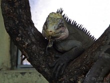 Коллекция редких животных в частном зоопарке на Джерси