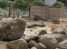 Коллекция редких животных в частном зоопарке на Джерси